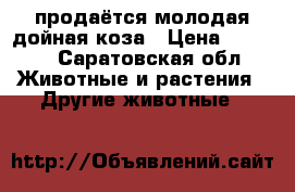 продаётся молодая дойная коза › Цена ­ 4 000 - Саратовская обл. Животные и растения » Другие животные   